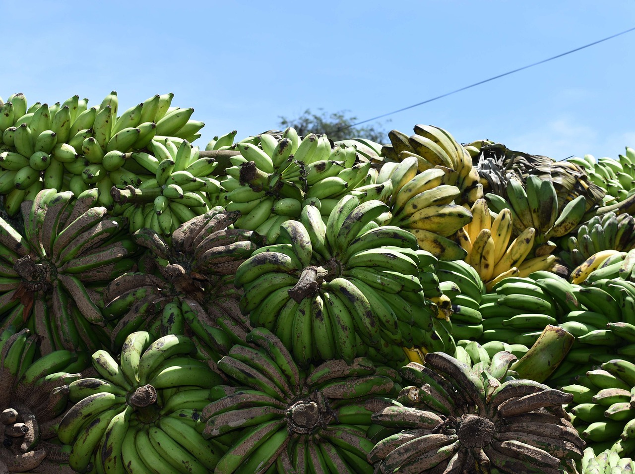 Ilustrasi buah pisang.